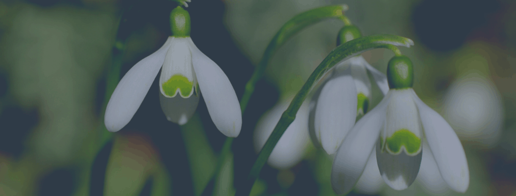 Calendrier dates importantes : édition Québec/Canada Mars